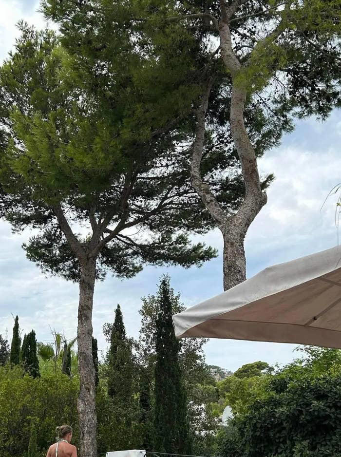 The tree just has a twisted trunk and the tent is perfectly covering it. You can see another angle here . u/landrosov / reddit.com