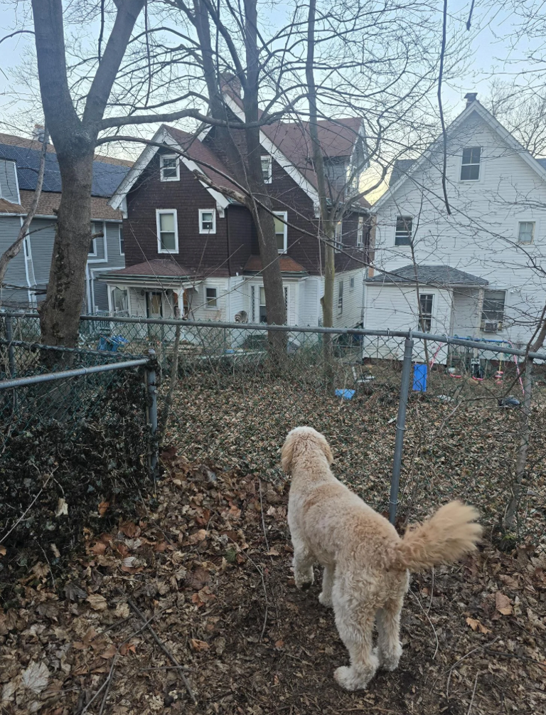 There is a little raccoon, and it is standing on the fence. I am sure it is a perspective thing, but I don't understand how it is that tiny. Please explain in the comments! u/leviathan_stud / reddit.com