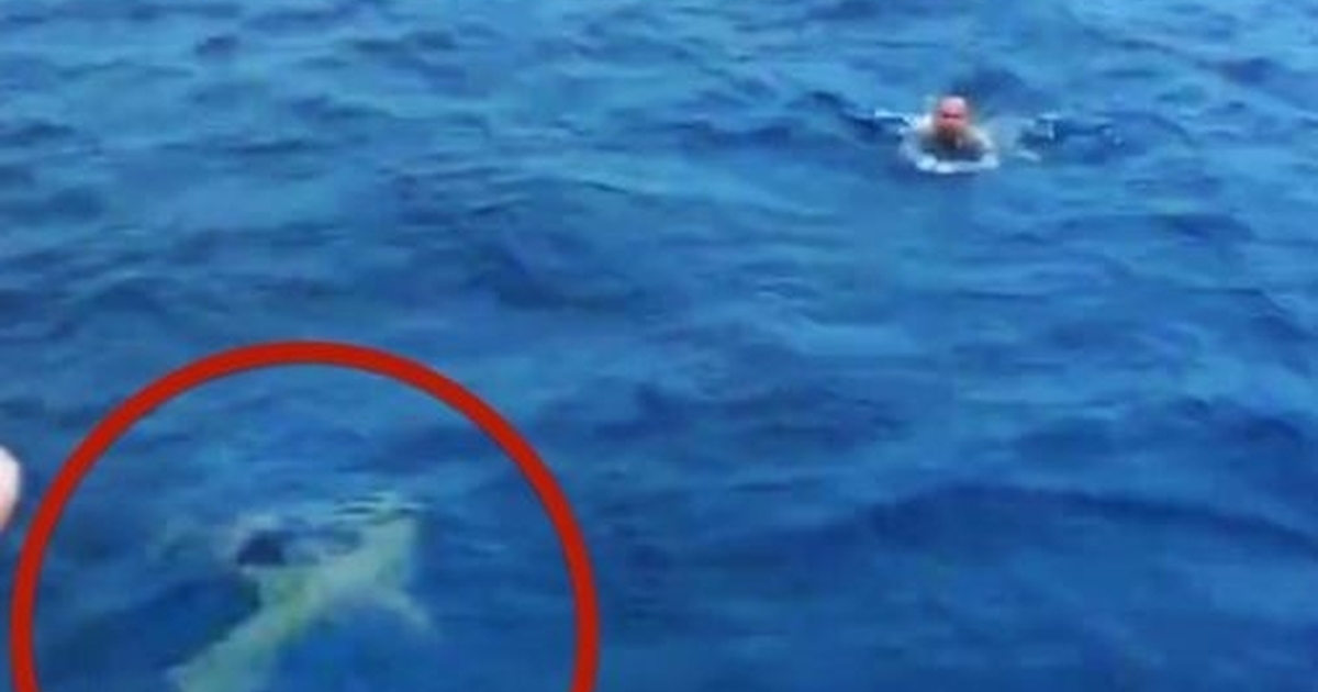 VIDEO Octopus Rides the World's Fastest Shark Near New Zealand