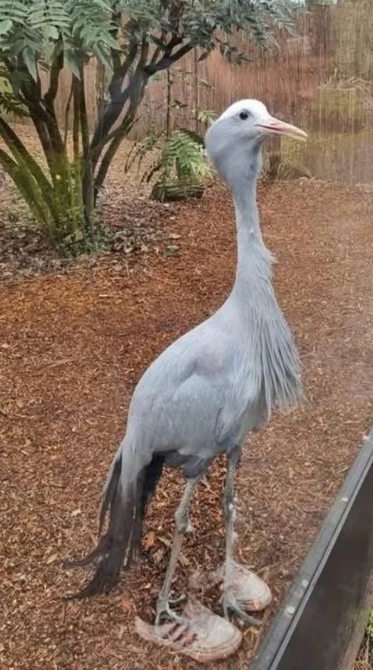 It is behind glass, and the person looking at it has sneakers on that are reflecting in the window. u/Girlycle / reddit.com