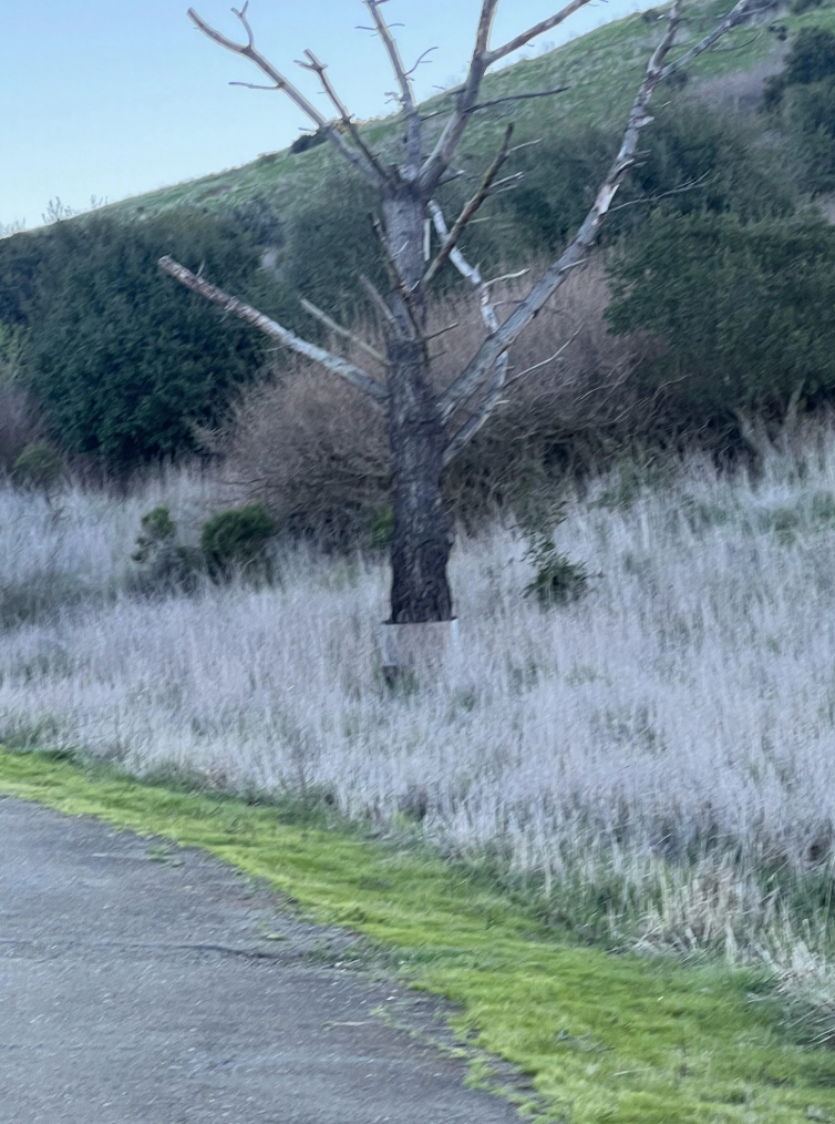 The shrubs growing are perfectly covering the rest of the trunk. u/BlG_DEE / reddit.com