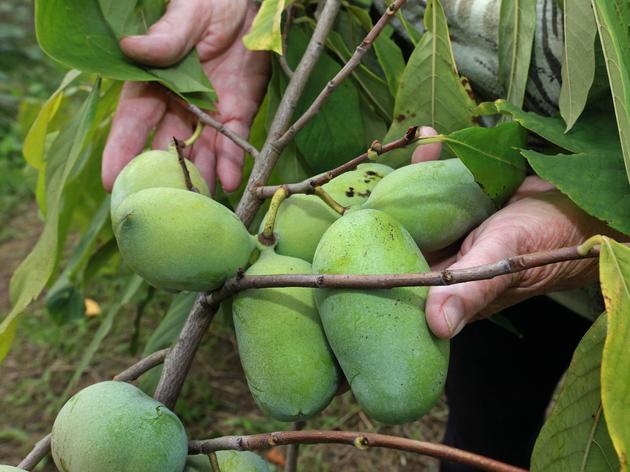 Exotische Früchte anbauen: Mit diesen 11 Exemplaren klappt’s auch in ...