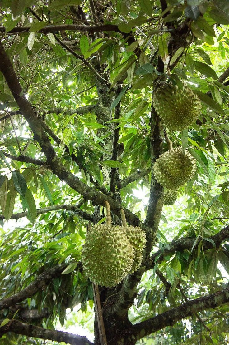 5 trees that grow the rarest and most expensive fruits