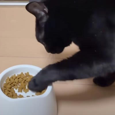 ご飯を食べる黒猫を見てみると…あまりにも個性が強すぎる『
