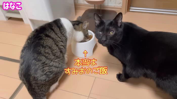 人気便利グッズ ご飯を食べる黒猫を見てみると…あまりにも個性が強すぎる『 イラスト