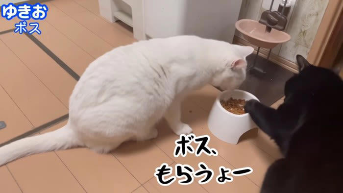 ご飯を食べる黒猫を見てみると…あまりにも個性が強すぎる『
