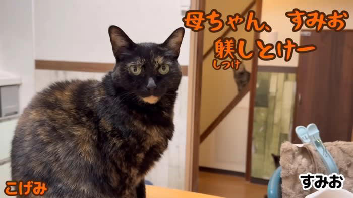 ご飯を食べる黒猫を見てみると…あまりにも個性が強すぎる『