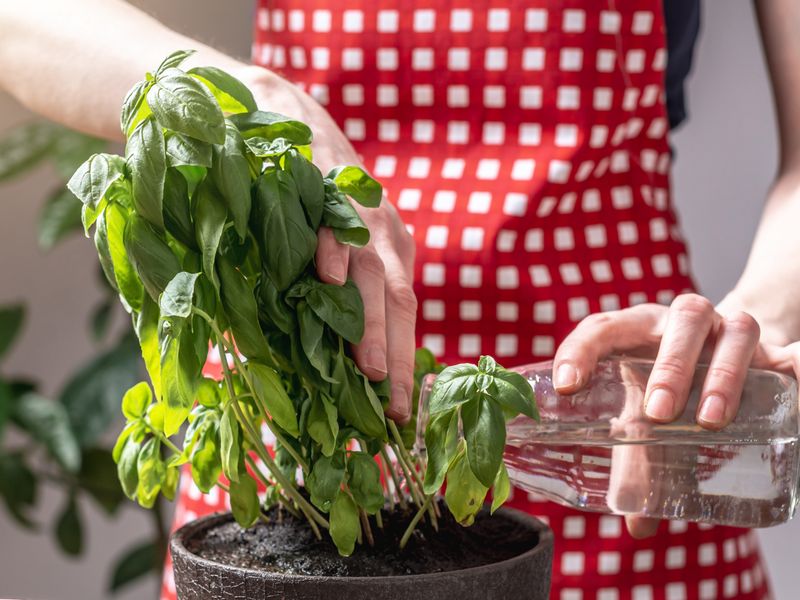 Wir haben Basilikum immer falsch gegossen – So geht&amp;#39;s richtig