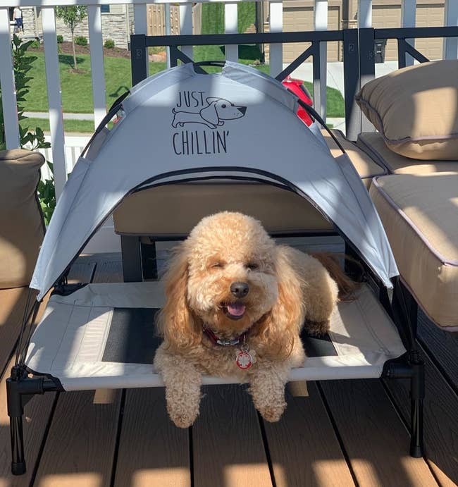 Reviewer photo of dog laying in medium gray bed with canopy