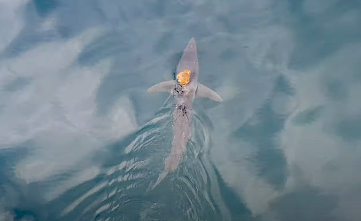 “Sharktopus” Octopus Rides on Mako Shark’s Back (Video)