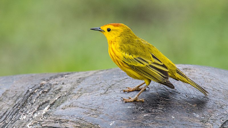 Rowdy im Paradies: Verkehrslärm verändert das Verhalten der Vögel auf ...