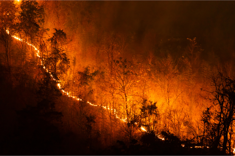 Kebakaran hutan landa Australia, 1 orang tewas dan 350.000 hektar lahan terdampak