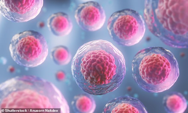 Stem cells can be guided to turn into many different cell types, which makes them a powerful tool for regenerative medicine