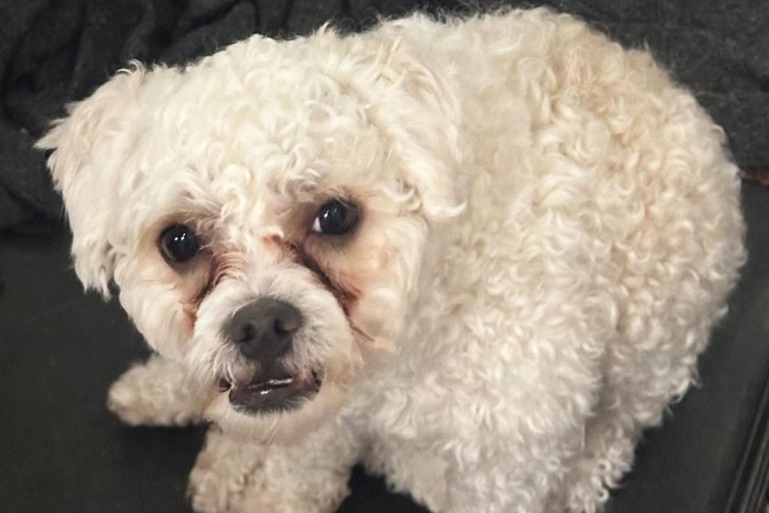 N.Y. Police Find 'Bitey' Lost Dog and Publicly Ask Owners to Get