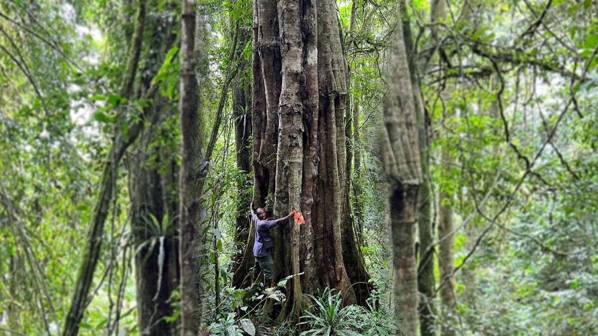 New Absolutely Enormous Tree Species Discovered In Tanzania – And It ...