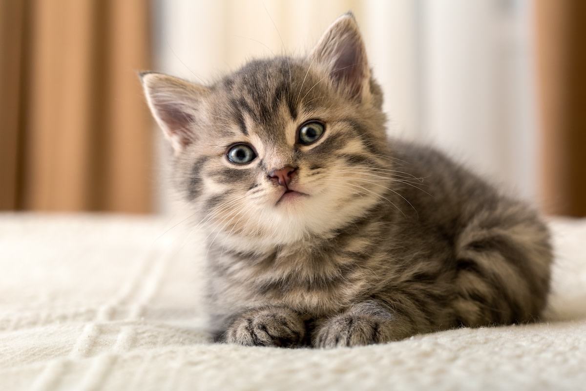 History Revealed: The Rare White Golden Retriever That Shocked Everyone