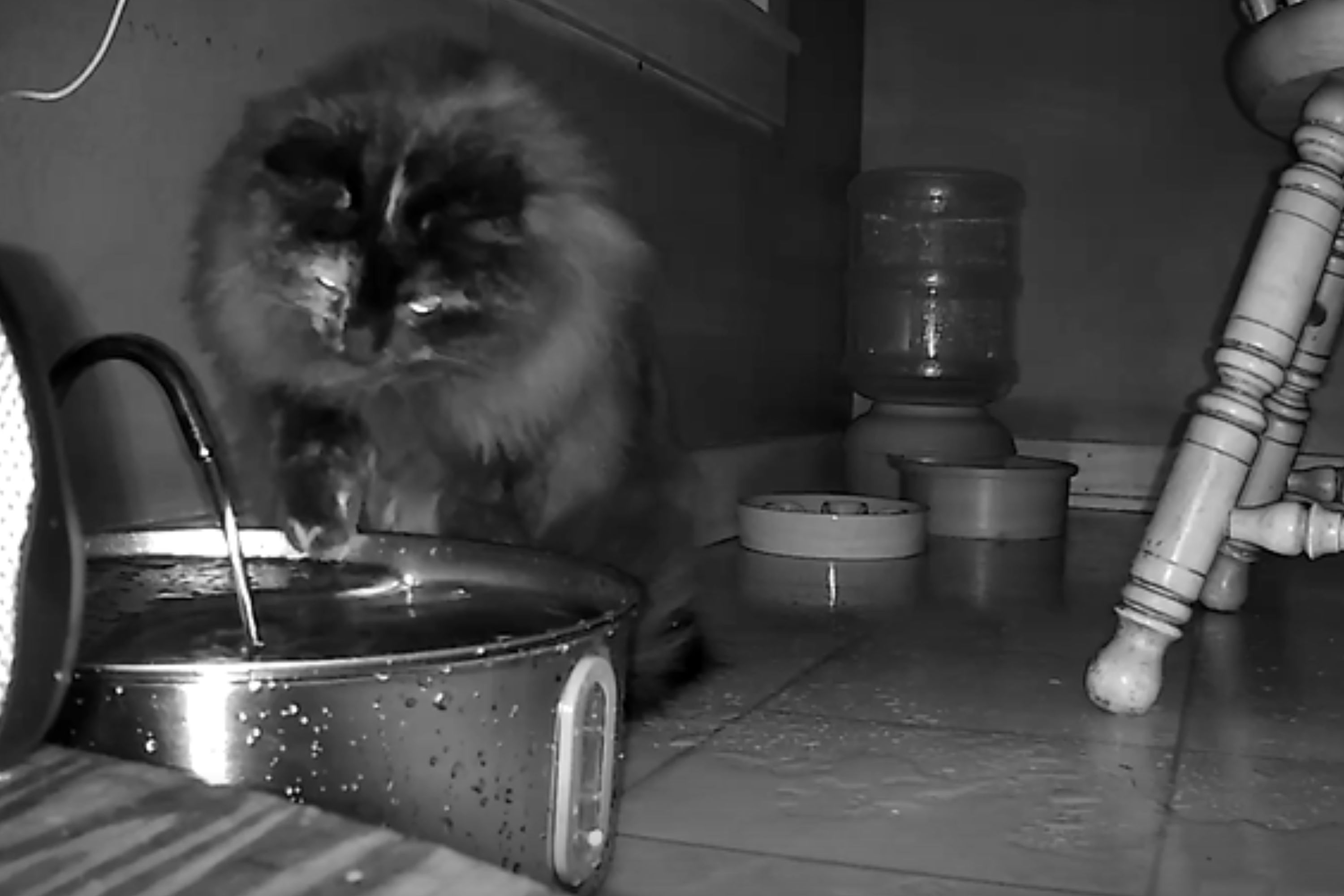 Man's Floor Always Covered in Water, So He Sets Up Camera To Catch Culprit(02)