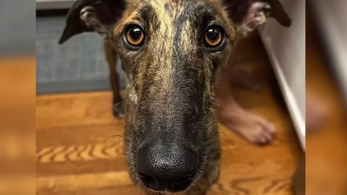 Dog adopted after life on streets, here's what he does first in his new