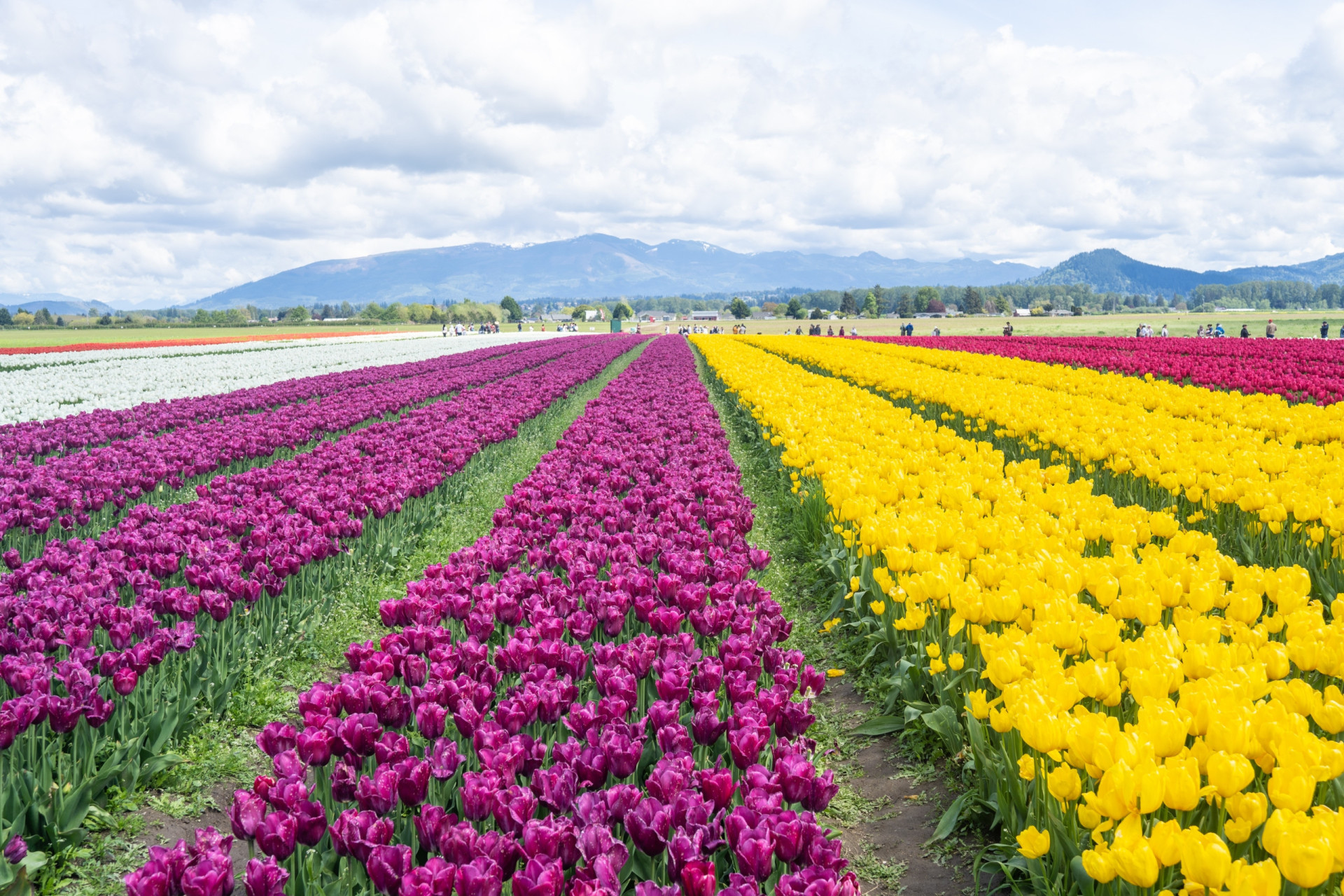 The most spectacular places in the US to see spring flowers in bloom