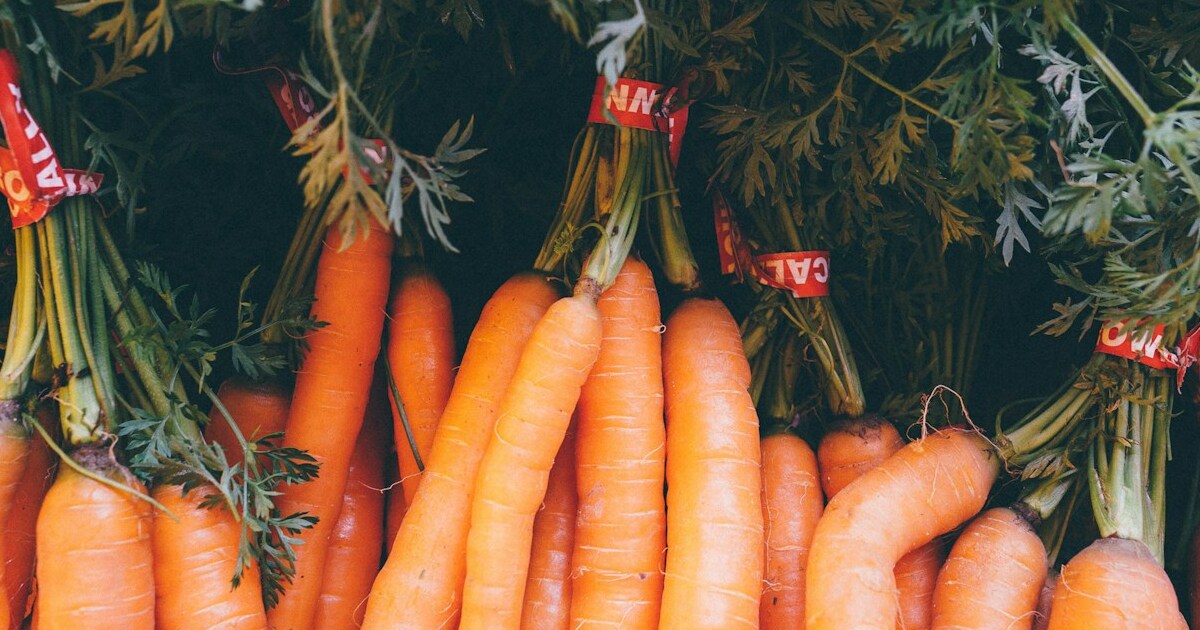 11 Successful Gardening Tips On How To Grow A Giant Carrot Crop