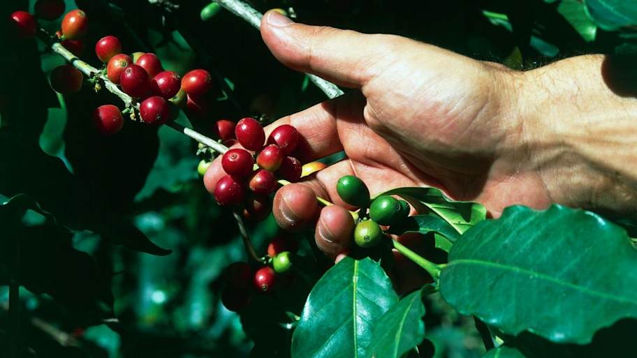 Jamaica is known for its Blue Mountain coffee | DeAgostini/Getty Images