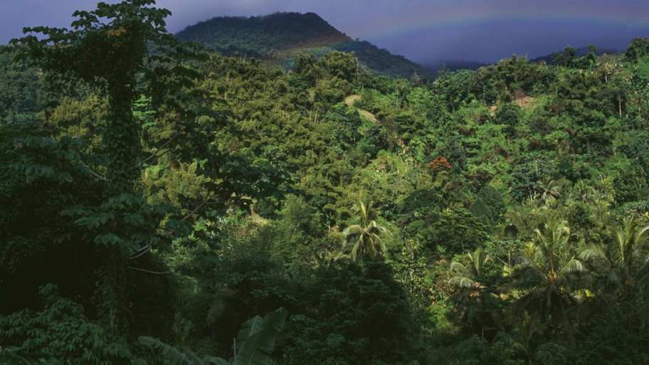 The Blue and John Crow Mountains are home to endemic bird species and the Swallowtail | DEA / V. GIANNELLA/De Agostini via Getty Images