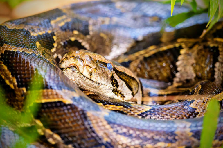 Invasive Burmese Pythons In Florida Are On The Move And Adapting