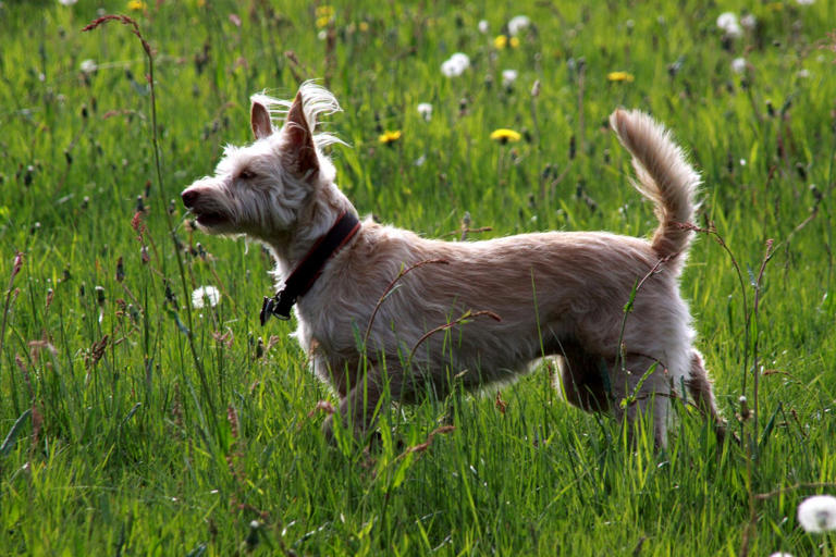 25 medium-sized dog breeds that are easy to love and easy to live with