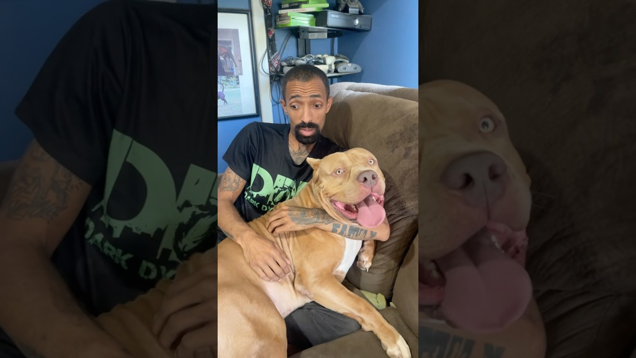 Clueless dog has no idea what is happening around him