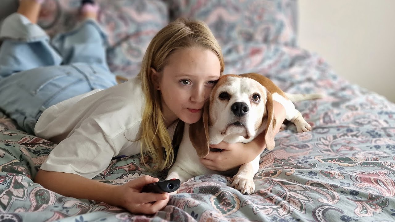 How beagle dogs jump on the bed when there’s food