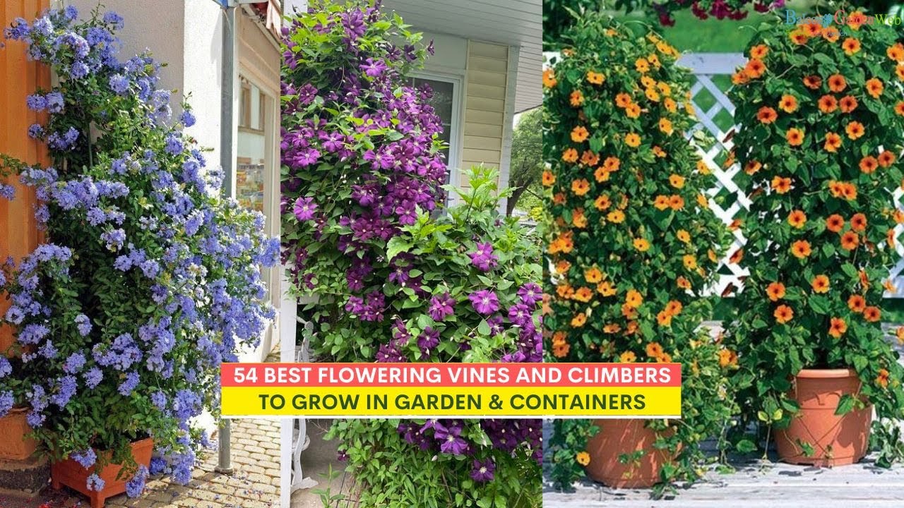 54 Best Flowering Vines And Climbers To Grow In Garden Containers