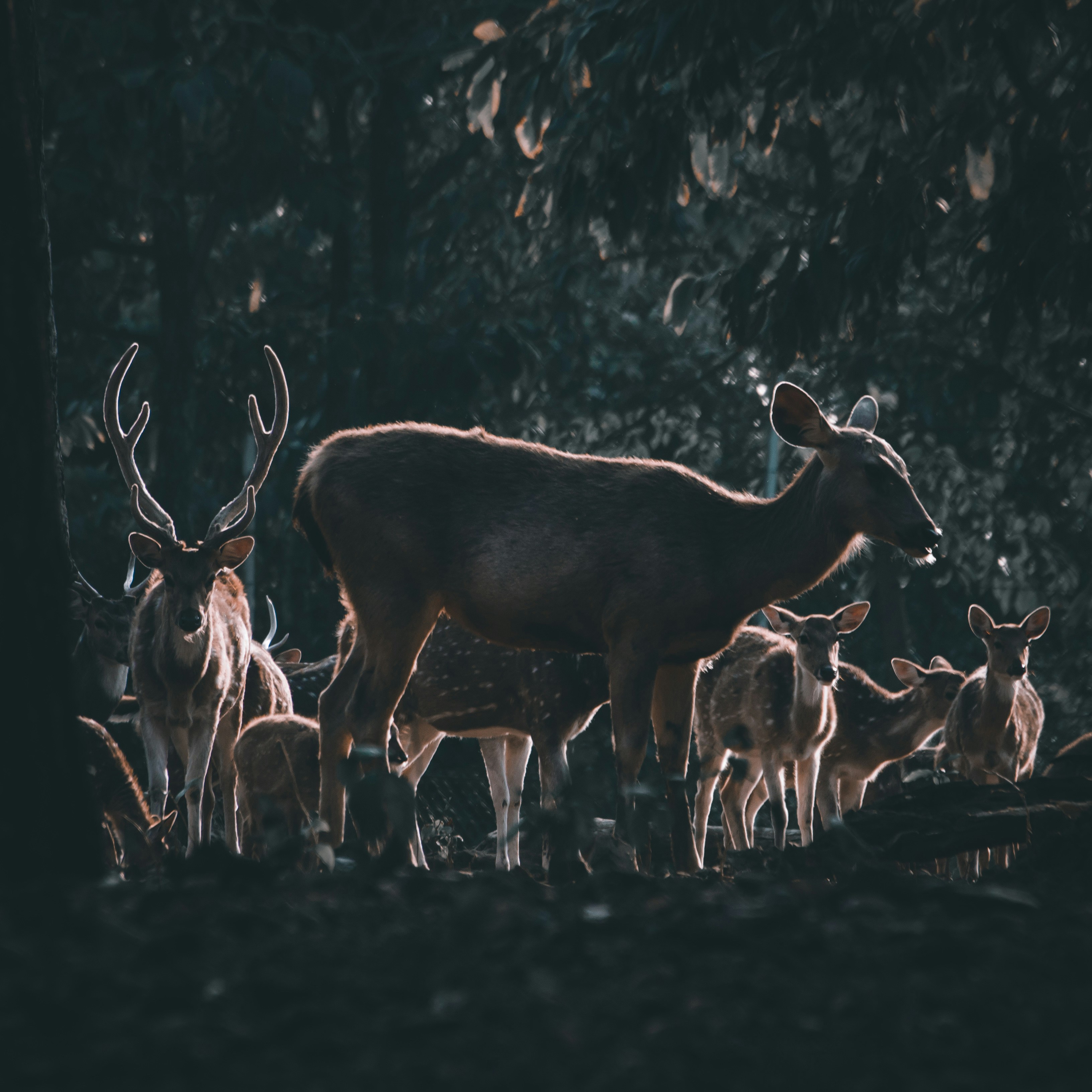 5 rare animals you won't believe exist