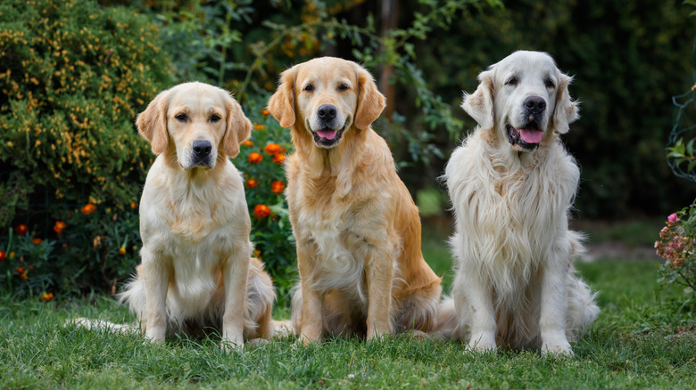 Picture of 6 Best Golden Retriever Haircut Styles! (With Pictures)