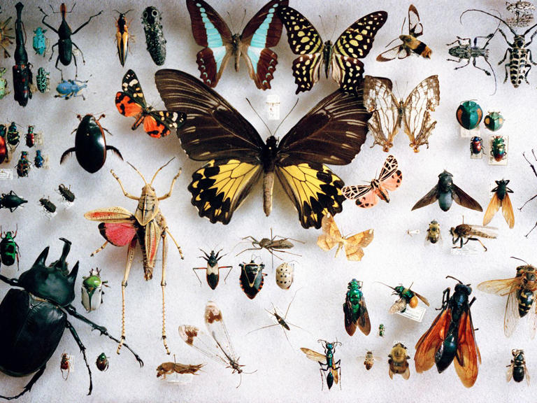 You Might Think of Shrimp as Bugs of the Sea. But a Remarkable ...