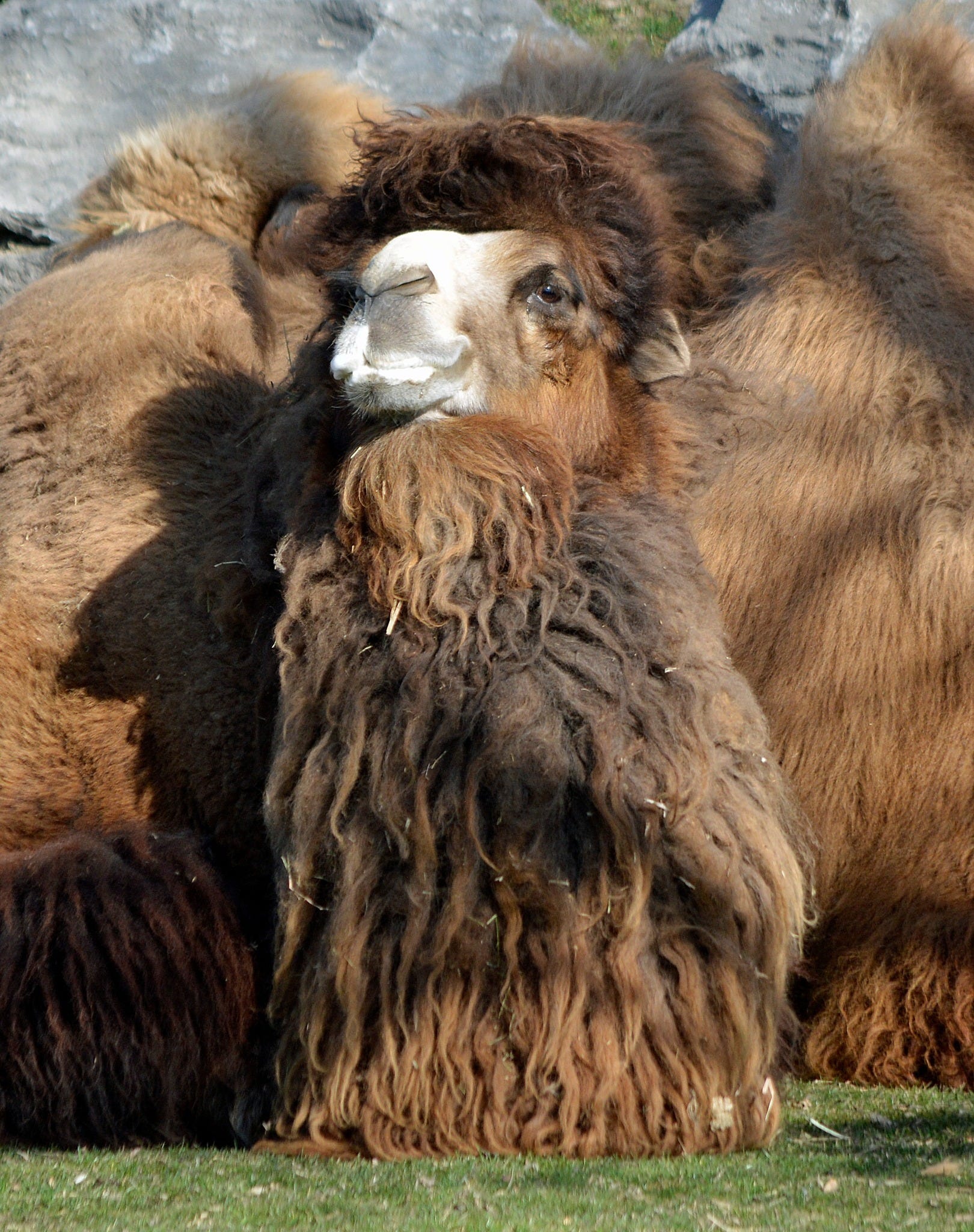 Detroit Zoo announces passing of beloved Bactrian camel, Rusty