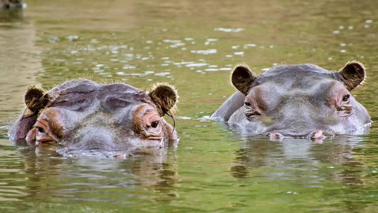 What is Anthrax? The deadly bacteria that killed over 50 hippos in(01)