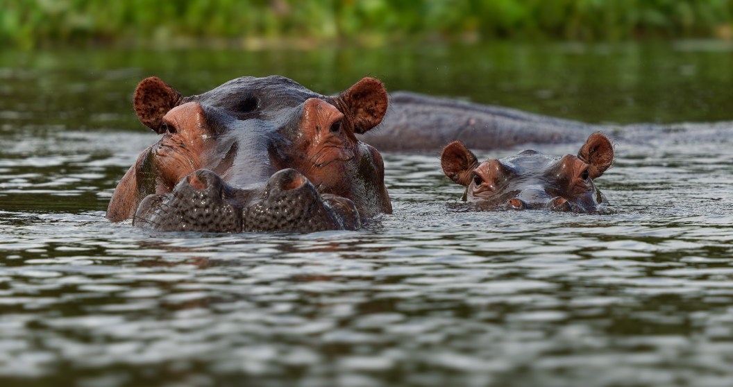 Anthrax Poisoning Kills 50 Hippos At African National Park Officials