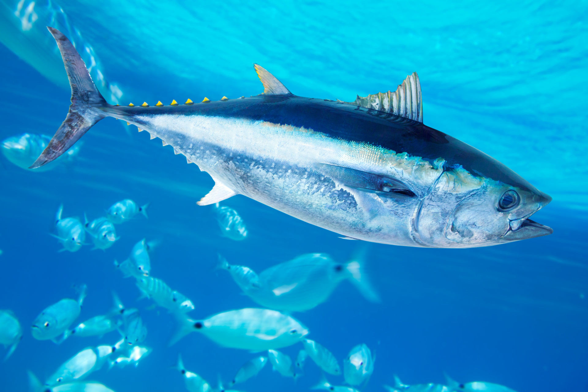 Helt tunfisk: interessante fakta om den mektige fisken