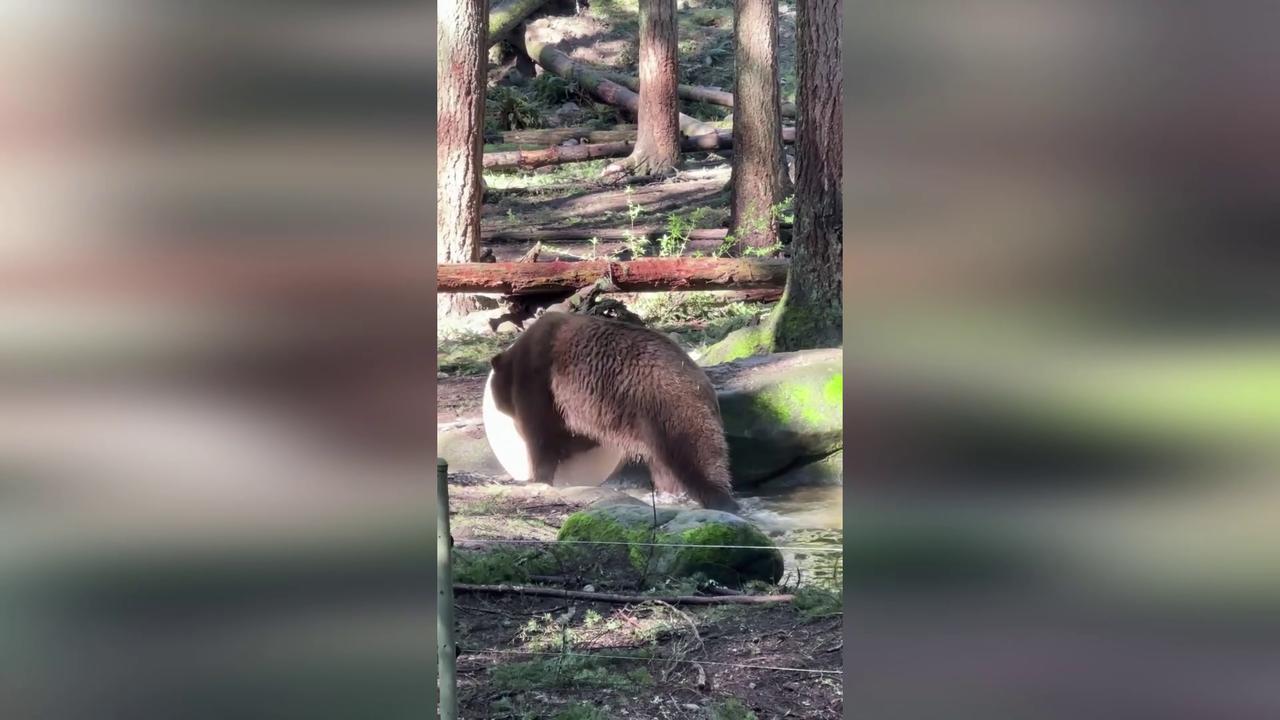Grizzly bear plays on disc toy at wildlife park in Washington