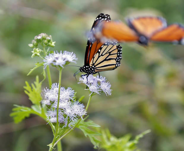 Monarch butterflies flock to milkweed in the Oklahoma Prairie Garden at the Myriad Botanical Gardens in 2018. Monarchs can be seen around Oklahoma City this fall as they migrate to Mexico.