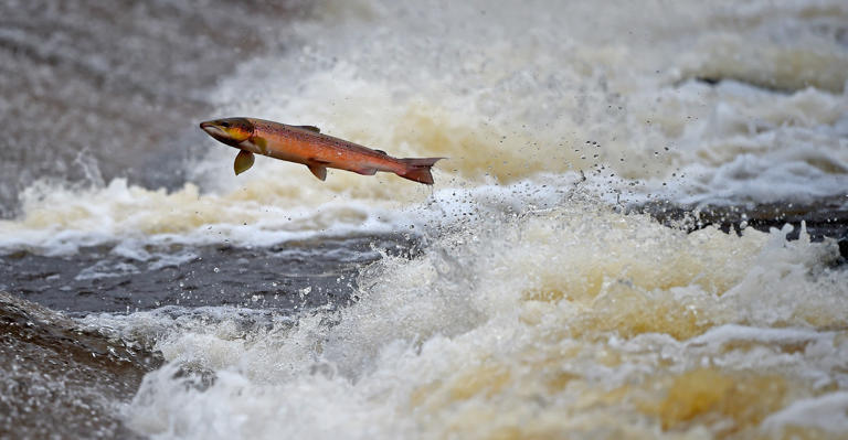 A salmon leaping out of the water.