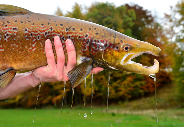 A person’s hand holding a fish.