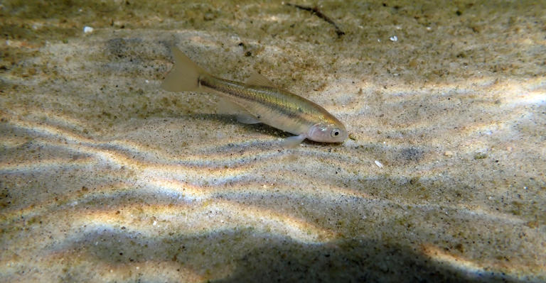 A fathead minnow.
