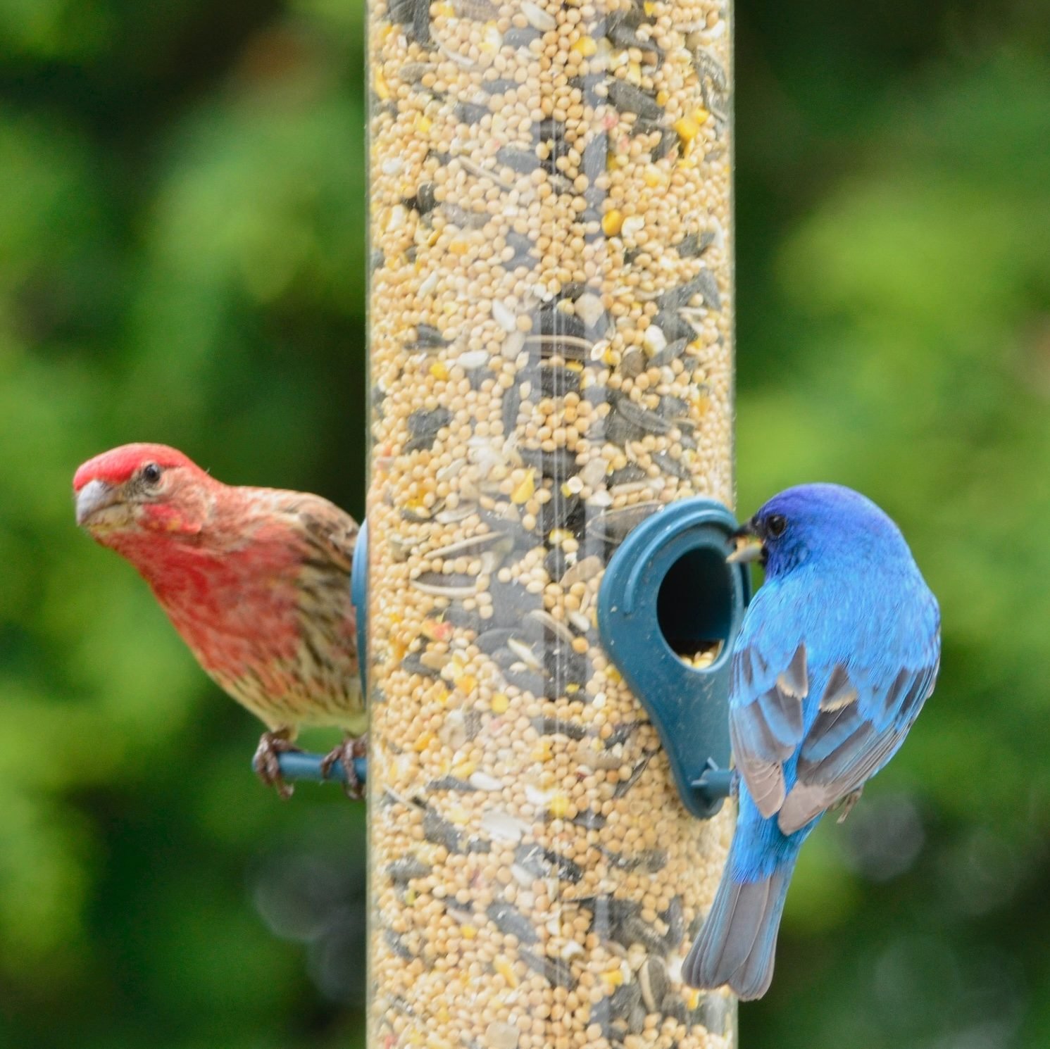 Avian Influenza Should You Take Down Bird Feeders?
