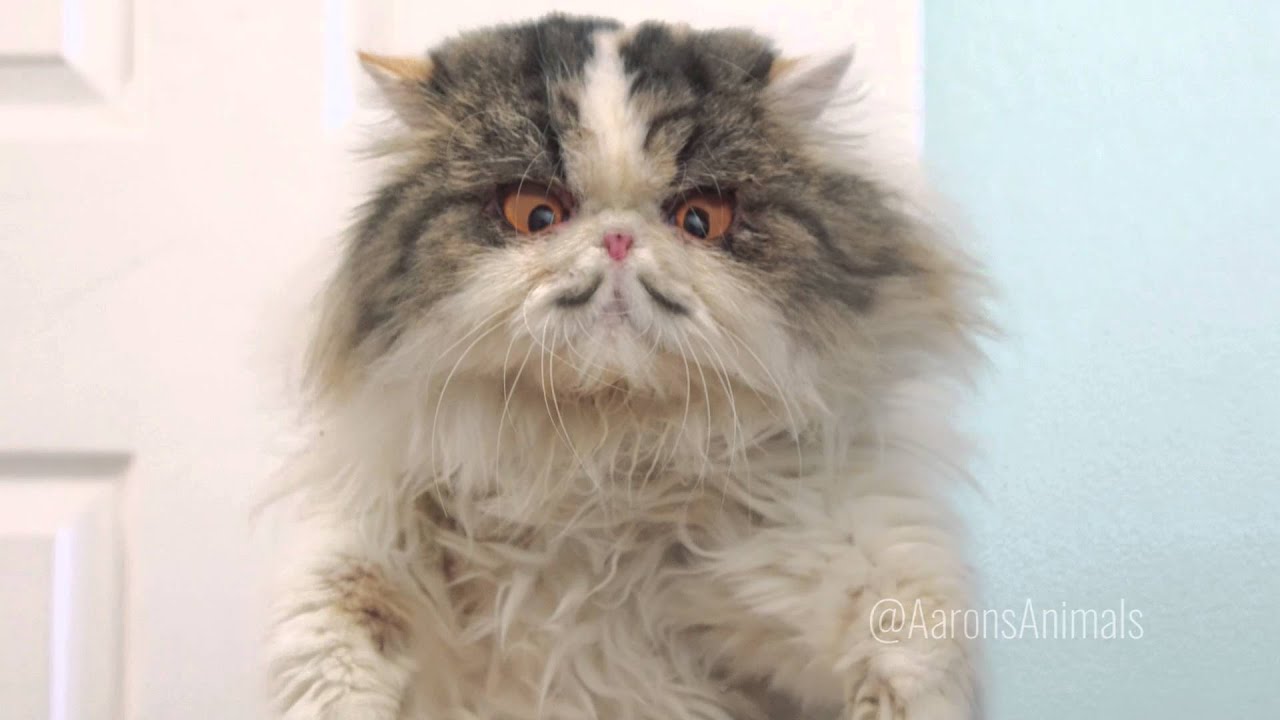 Hyper kittens go totally wild to wake their owner for Christmas