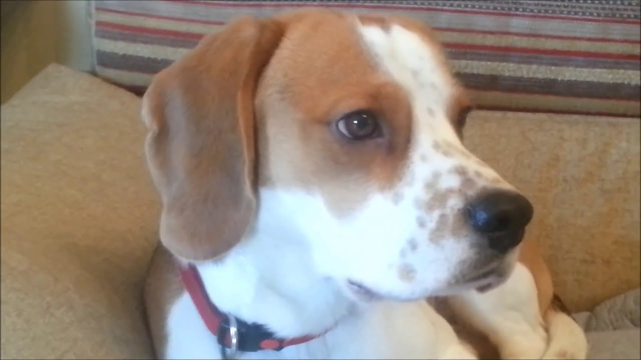 Meet the world’s cutest mail carrier beagle