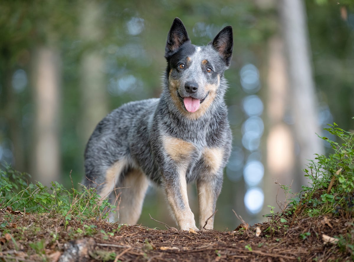 healthiest-dog-breeds-australian-cattle-dog.jpg