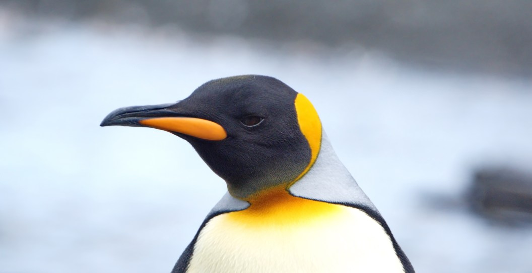 Unsecured Penguin Blamed For Causing A Helicopter To Crash