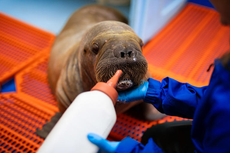 Orphaned baby walrus rescued in Alaska needed cuddles to survive — now