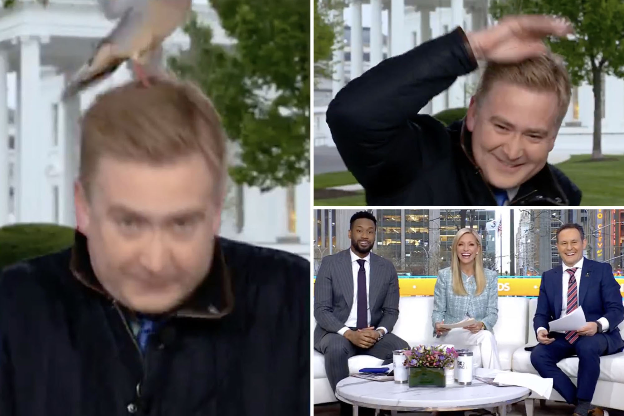 Bird attacks Fox News’ Peter Doocy outside White House as mouse(00)